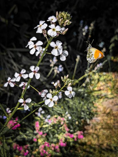 An Orange-tip butterfly in flight near a spray of delicate white flowers. The butterfly, with its distinctive bright orange patches on the forewings, is positioned to the right of the frame, its wings slightly blurred, indicating motion. Its body is a creamy white, speckled with dark markings. The flowers are a pristine white with subtle yellow and purple centers. The background is a soft blur of greens, purples, and browns.
