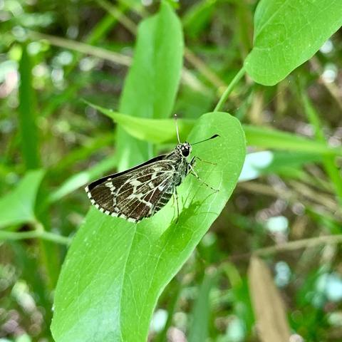 A close-up of a butterfly resting on a green leaf, surrounded by foliage. The butterfly features a patterned dark black and white coloration, highlighting its delicate wings.