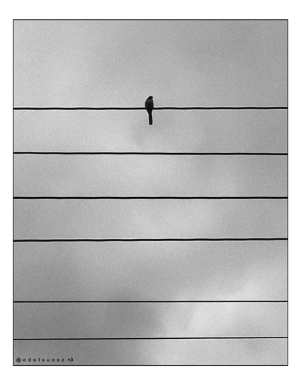 Schwarzweißfotografie: sechs übereinander laufende Leitungen in hoher Höhe, mit unterschiedlichen Abständen, auf der obersten sitzt mittig ein kleiner Vogel mit langen Schwanzfedern, grauweißer Himmel im Hintergrund