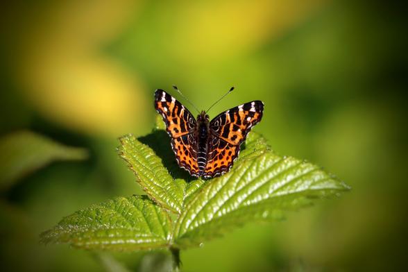Ein Schmetterling der Art Landkärtchen der Frühjahrsgeneration auf einem Blatt sitzend.