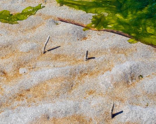 On a sandy beach, three small worm tubes, built out of sand, stand alone. On the sand, there's a dusting of brownish alga fragments, and near the top, a blade of brown alga and a good amount of torn green sea lettuce.
