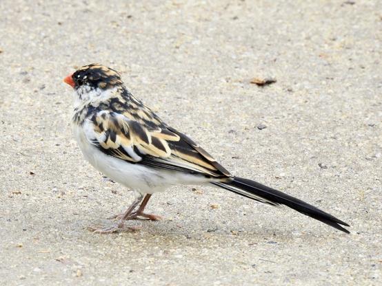 A bird perched on a dirt path, showcasing its feathers in a natural outdoor setting.