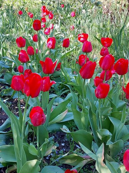 Tulips