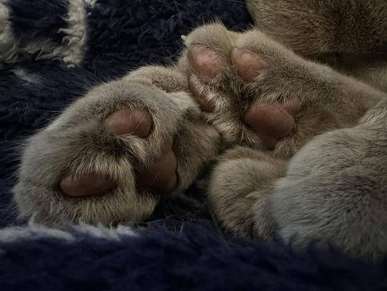 Close up of soft pink kitty toe beans on a backdrop of a blue blanket.