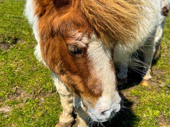 Shetland pony with sunscreen