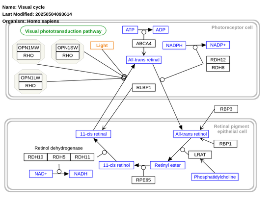 Image of the Visual cycle (WP5534) pathway. https://www.wikipathways.org/pathways/WP5534

Description: 

"The visual cycle, also known as the retinoid cycle metabolic pathway, regenerates vitamin A derived chromophore 11-cis retinal. This enables visual phototransduction response to light. Inspired by rgd.mcw.edu/rgdweb/pathway/pathwayRecord.html?acc_id=PW:0001005."