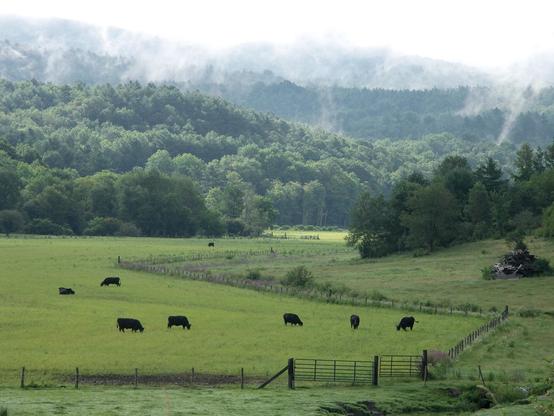 Eight black cows grazing in a New England valley pasture. A fence winds through the field, and morning mist hovers over trees on the hill beyond. 

This photo was taken in Cornish, New Hampshire in August 2006.