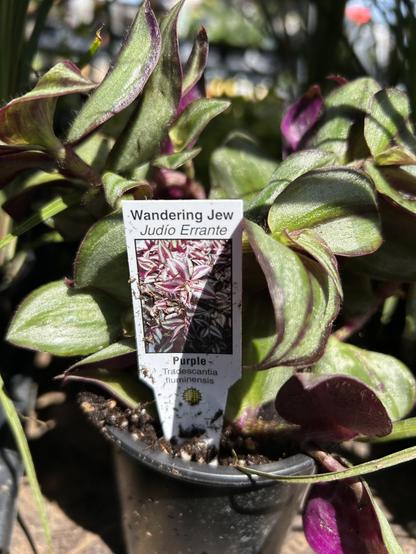 A small plant at a garden center with a plant tag saying Wandering Jew and Judio Errante, purple, Tradescantia fluminensis. The leaves are curved and oval, green variegated with silver and purple.