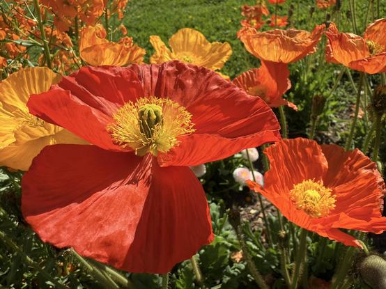 rote und gelbe mohnblumen