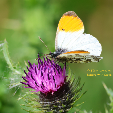 Photo of a male Orange-tip Butterfly (Anthocharis cardamines), perched on top of a thistle flowerhead. We see him side-on - he is facing towards the left of the image with his wings partly open (so we can see the upper sides of most of his right wings, and the undersides of his left wings), and his tongue or proboscis is extended down into the purple flowerhead. This species is named for a feature displayed by the male - a large patch of orange on the outermost part of the upper side of each of his forewings. In both sexes, the tips of the upper sides of the forewings are black, with the rest of the wing, aside from a small black spot (just within the orange patch of the male) and blackish markings near the base, being white. The upper side of the hind wings are also white, again with blackish markings near the base where the wings join the body. The underside of the forewings are white, but the markings of the upper sides are visible. The undersides of the hind wings meanwhile are white with lots of dark green mottling.