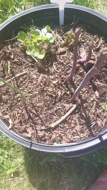 Asparagus of differing sizes in a large, black, plant pot.