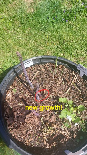 A different angle of the asparagus, with the new shoots circled and the text new growth added.