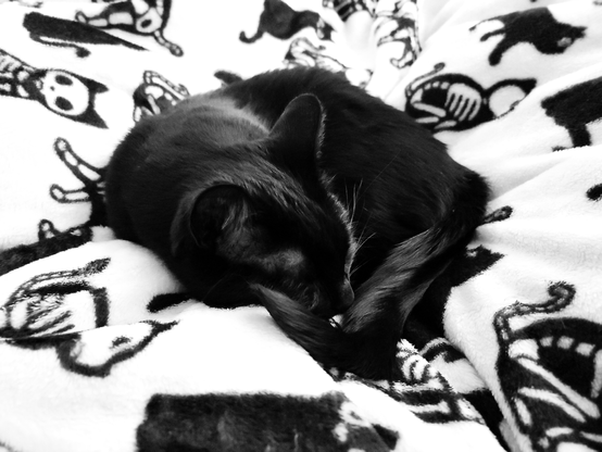 black and white photo of a black cat on a fleece blanket.