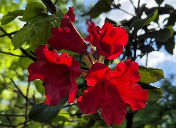 Blüten des roten Rhododendrons