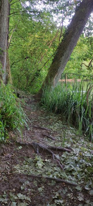 Chemin étroit en forêt avec racines apparentes
