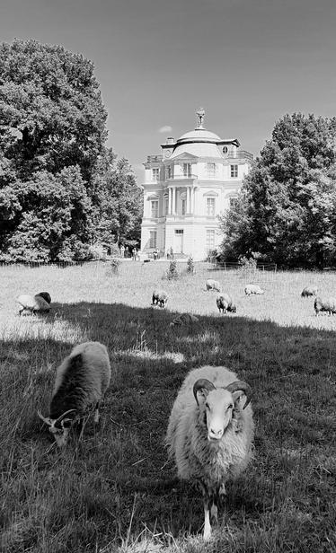 Auf der Wiese vor einem kleinen weißen schlossartigen Gebäude, dem "Belvedere" im Schlossgarten Charlottenburg, grasen Schafe an einem sonnigen Tag. Vorne steht ein weißes, gehörntes Schaf und blickt direkt in die Kamera.

On a sunny day, sheep graze on the meadow in front of a small white castle-like building, the "Belvedere" in Charlottenburg Palace Gardens. A white, horned sheep stands in front and looks directly into the camera.