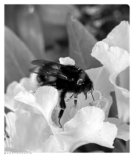 Schwarzweißfotografie: eine dunkle Hummel in einer hellen Rhododendronblüte, an den Härchen der Hummel ist auch heller Pollen hängengeblieben, unscharfer Hintergrund