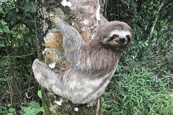 Three-toed sloth climping a big tree