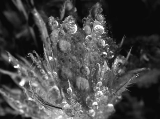 Black and white macro photograph of a pasqueflower (Pulsatilla sp.) covered in water droplets during a downpour. The flower's petals and sepals are covered in hair, trapping the drops. The macro lens's shallow depth of field creates sharp and blurred areas. Light and contrast have been adjusted to accentuate the transparency of the water and the way light is captured and reflected.