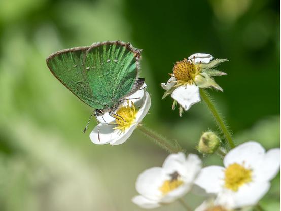 Ein Schmetterling mit zusammengeklappten Flügeln sitzt auf einer gelb-weißen Erdbeerblüte und saugt Nektar. Der Hintergrund ist verschwommen grün.
Die Flügelunterseiten glänzen metallisch-grün.  Die Flügelränder sind bräunlich.