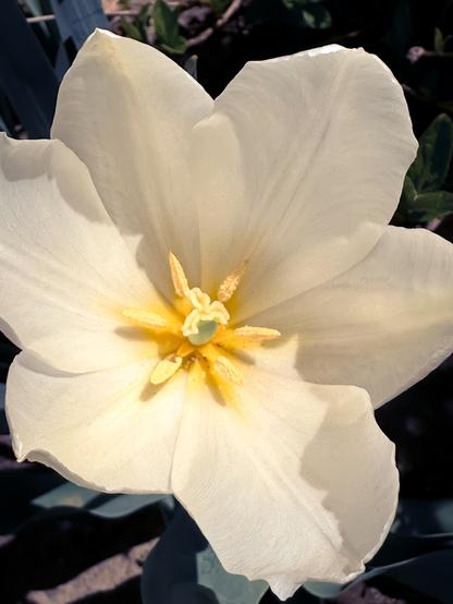 A fully white tulip with yellow tinges strong the centre. The stamens and stigma are yellow.
