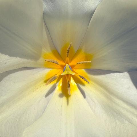 A fully white tulip with yellow tinges strong the centre. The stamens and stigma are yellow although the base of the stigma looks purple.