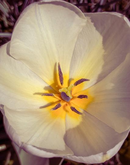 A fully white tulip with yellow tinges strong the centre. The stamens are yellow and purplish brown and stigma is yellow at the end and purple at the base.