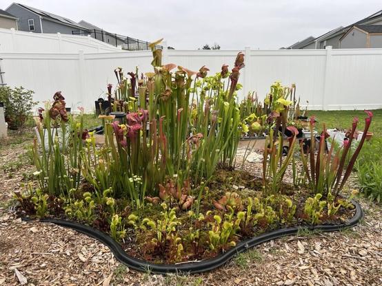 Bog Garden 2025 Edition