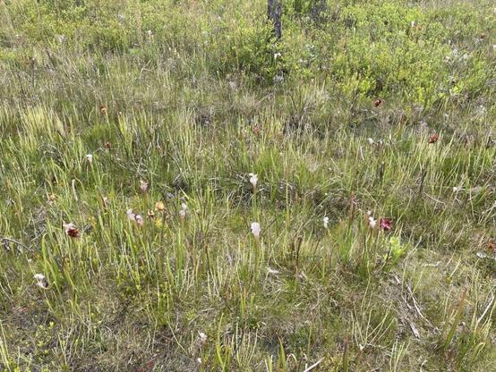 Tarklin Park Carnivorous Plants