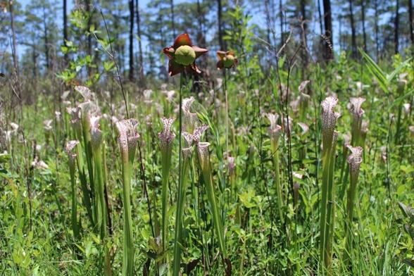 Leucos in southern Alabama, maybe 15-20 minutes north of Holmes County, Florida