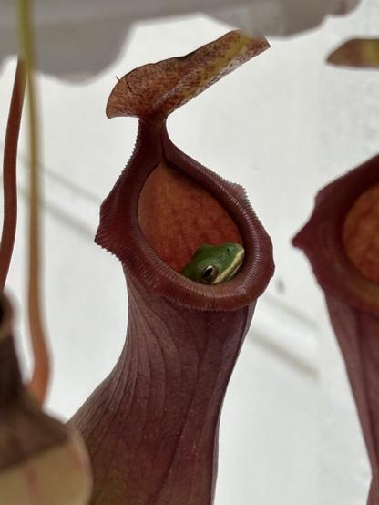 Visitor in our pitcher