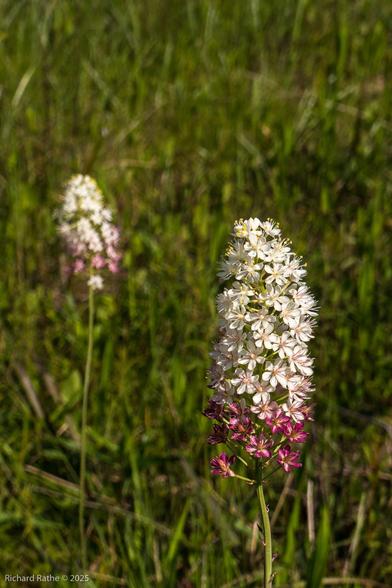 Stenanthium densum known as "Osceola's Plume" or "Crowpoison" (because they are actually very poisonous). The flowers bloom from the base upward. As they age they turn pink and finally maroon.