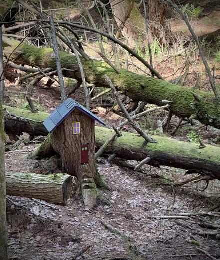 A little fairy house someone made alongside the trail, putting a roof on an old cut off stump, window, door, and stairs carved into root.