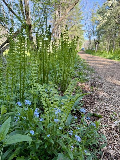 Part of the path that heads into a neighborhood and is lined with wood chips. Ferns and little blue flowers lining the sides.