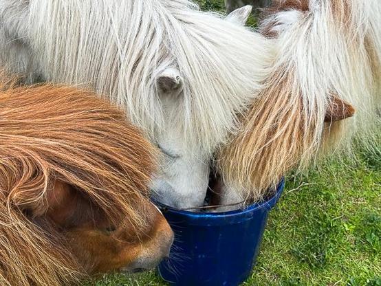 Shetland ponies and a bucket of water