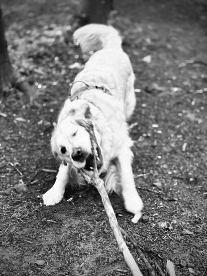 Black and white photo of a golden retriever wrestling with a stick.