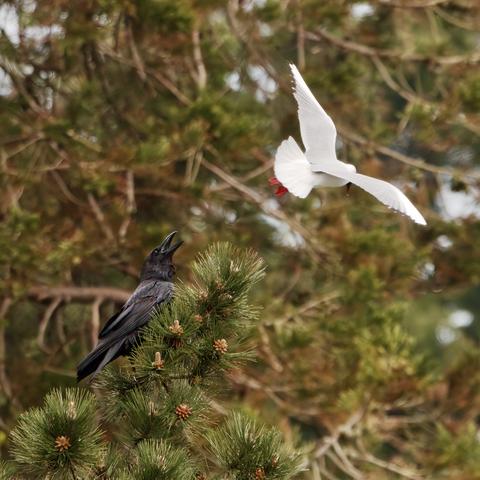 Black-Headed Gull harassing a Raven