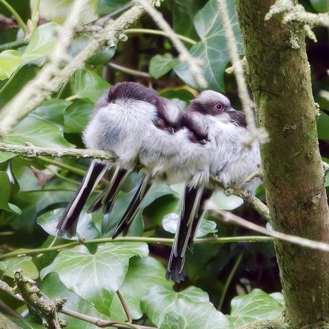 Family of fledgling Long-Tailed Tits