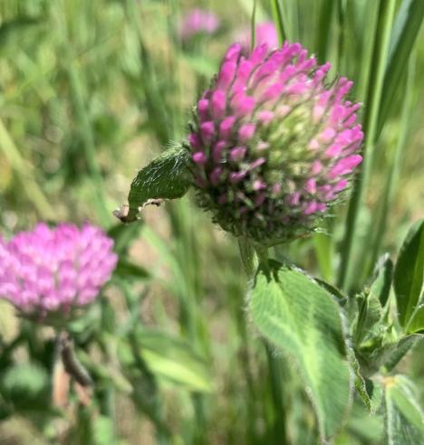 Close up of young Red Clover bud with a fuzzy, more mature bud to its left. All on a fuzzy green background of leaves and grass.