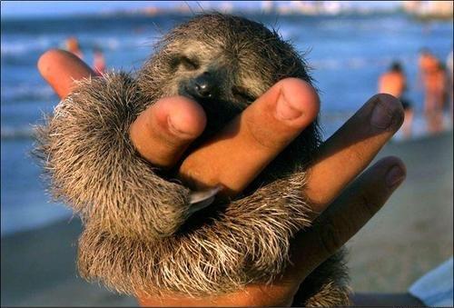Cute baby sloth snuggling inro a hand