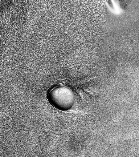 A monochrome image. 
A rough and shiny surface, showing areas of different grainy textures and some rippled patterns in parts. It is darker on one side and lighter toward the other side at the bottom of the picture. 
In an indentation near the center there is an ovoid shape with a flat top, also shiny but smooth and hard. There is a tiny jagged crack at the edge of it and a hint of a little round node at the edge of it, partially covered by the rough surface. The near edge of the ovoid has a dark curve of shadow on its side.
At the top edge of the image part of another indentation is seen, apparently filled with liquid. There is a bright white reflection on the top in a streak across the liquid, and also a bright curved shape of white reflected light on the edge of the indentation.