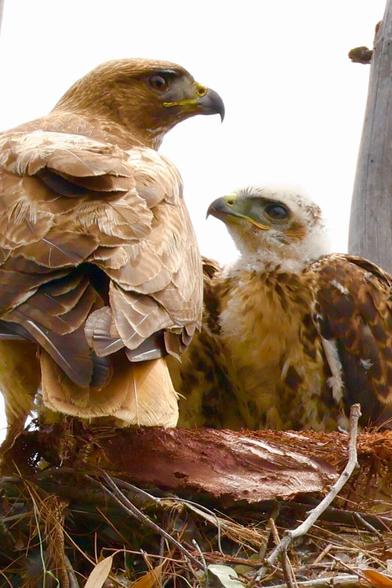 two hawks in a nest, one adult, one a juvenile.