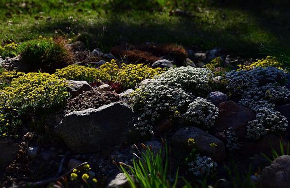 Looking at part of a rock garden, with late afternoon sun hitting parts of the bed, other parts are in the long tree shadow of a spruce tree some distance away out of view, and the foreground is partly shaded by higher parts of the bed itself. The bed is built of native soil with local gravel and rocks, a bit like a glacial moraine or deposit, and that would be the origin of the mostly smooth rocks of various sorts and colours- local glacial deposits found in fields, roadsides etc. The rocks range from gravel to a fist or two to a few at the limits of (my) movement without equipment. We are looking at a sort  ridge which runs down the centre of the bed, left to right in this view,and the bed drops away front and back. Among and over the stones are many plants, mostly low alpines and similar. There are masses of low Drabas covered with tiny white or yellow flowers at peak so we barely see any of their foliage. We also see mats of Sempervivum/Hen and Chicks in green and re, patches of small botanical tulips with green almost grassy leaves, with flowers closed for the day; various things making leaves not yet in flower,the red brown of an Armeria/Sea Thrift on the far side that suffered some winter damage. Beyond is a grassy area, not yet  mowed for the year, just greening and littered with scattered dry leaves.