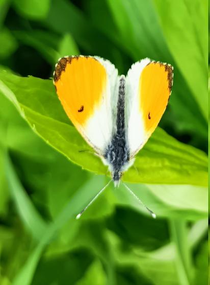 auf einem frühlingsgrünen blatt sitzt ein schmetterling mit nach hinten gelegten aber aufgeklappten flügeln, die ergeben so von oben betrachtet eine silhouette in herz-form. das bild wurde auch so gedreht, dass das herz aufrecht steht, der kopf des aurorafalters nach unten zeigt. während der körper des tiers schwarz bis dunkelgrau pelzig ist, sind die vorderflügel weiß mit einem mehr als die hälfte der fläche einnehmendem leuchtend orangen bereich an der flügelspitze. außerdem ist da ein kleiner komma-förmiger schwarzer fleck in der vorderflügelmitte und ein brauner rand an der spitze. die hinterflügel sind hier von den vorderflügeln verdeckt, die haben kein orange, ein weibchen hätte das auch nicht, es ist also ein männchen. hübsch auch noch: die gerade im 45°-winkel nach vorne abstehenden fühler mit keulenartig verdickter, durch ein weißes ende betonter spitze.