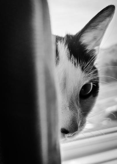 Monochrome shot of black and white cat peering around curtains