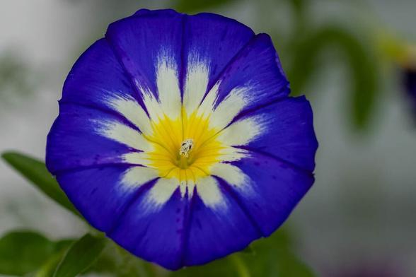 Nahaufnahme einer Blüte der dreifarbigen Winde