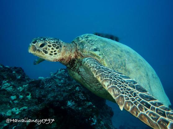 A sea turtle swimming next to a reef. It has a smooth roundish head with a smooth carapace and flattened fins covered with leathery skin.