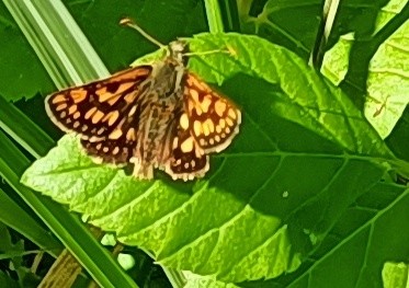ausschnitt aus einem foto aus noch etwas größerer entfernung, daher geringe auflösung. auf einem frühlingsgrünen blatt sitzt ein schmetterling mit halb nach hinten, halb übereinander und halb angewinkelt gelegten flügeln. diese flügel zeigen ein muster aus teilweise schachbrettartig, teilweise in punktreihen angeordneten gelben flecken auf dunkelbraunem grund. der körper ist kräftig im verhältnis zur flügelgröße und graubraun.