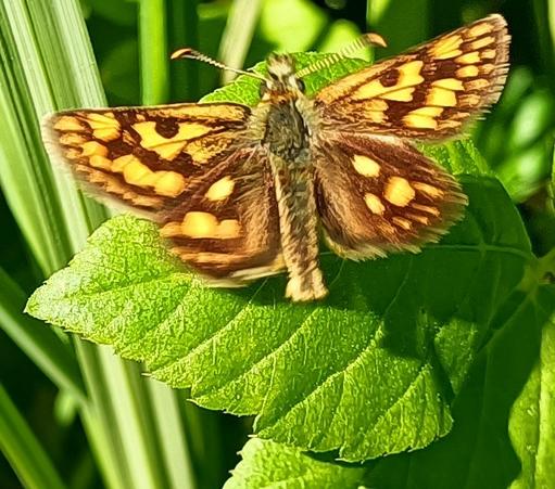 der selbe falter von deutlich näher dran. diesmal sind die flügel komplett aufgeklappt, aber wieder unscharf, hier nicht wegen geringer auflösung sondern wegen bewegungsunschärfe. das blatt darunter ist schön knackig scharf. hier sieht man auch schön, dass die fühler fein geringelt und die keulenartig verdickten enden gelb und gekrümmt sind.