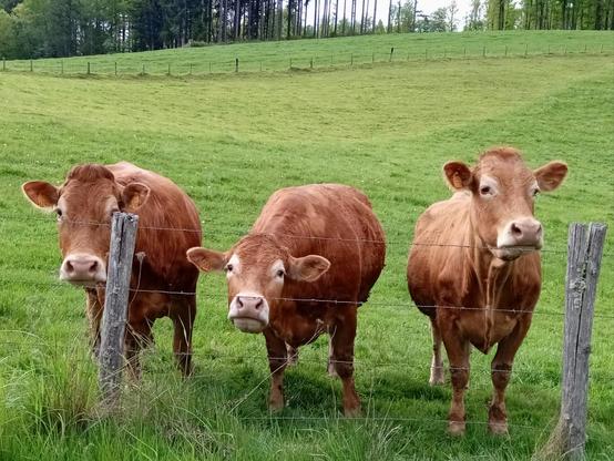 Three red brown cows stand in a lush green meadow, peering curiously through a barb wire fence. The middle cow has her head low to stare at me, nose thrust forward, paddle ears sticking out comically.